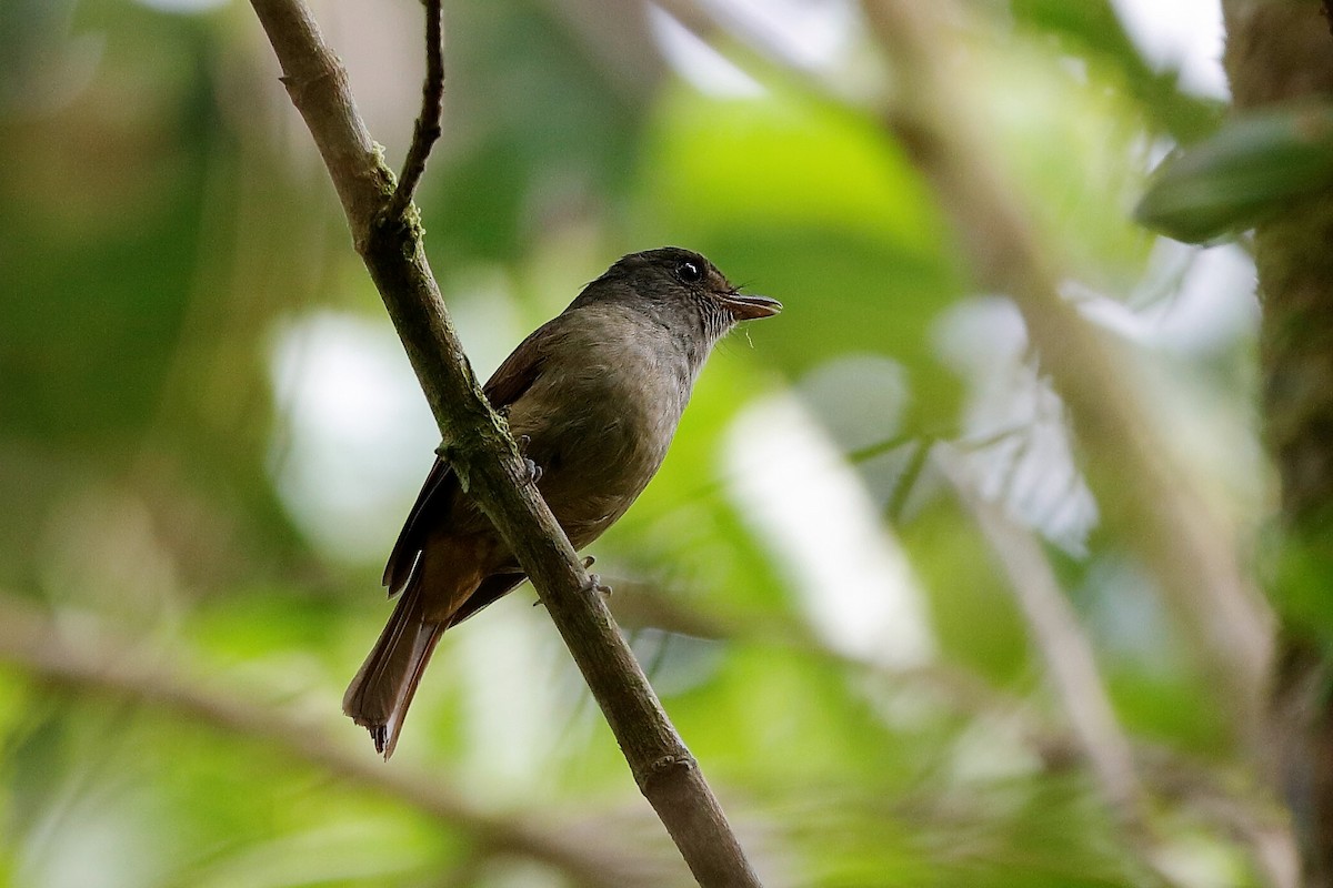 Matinan Flycatcher - ML204278191