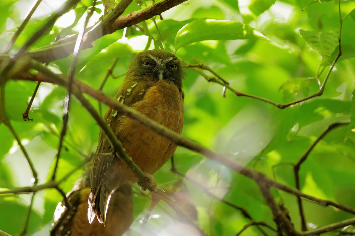 Ochre-bellied Boobook - ML204278251