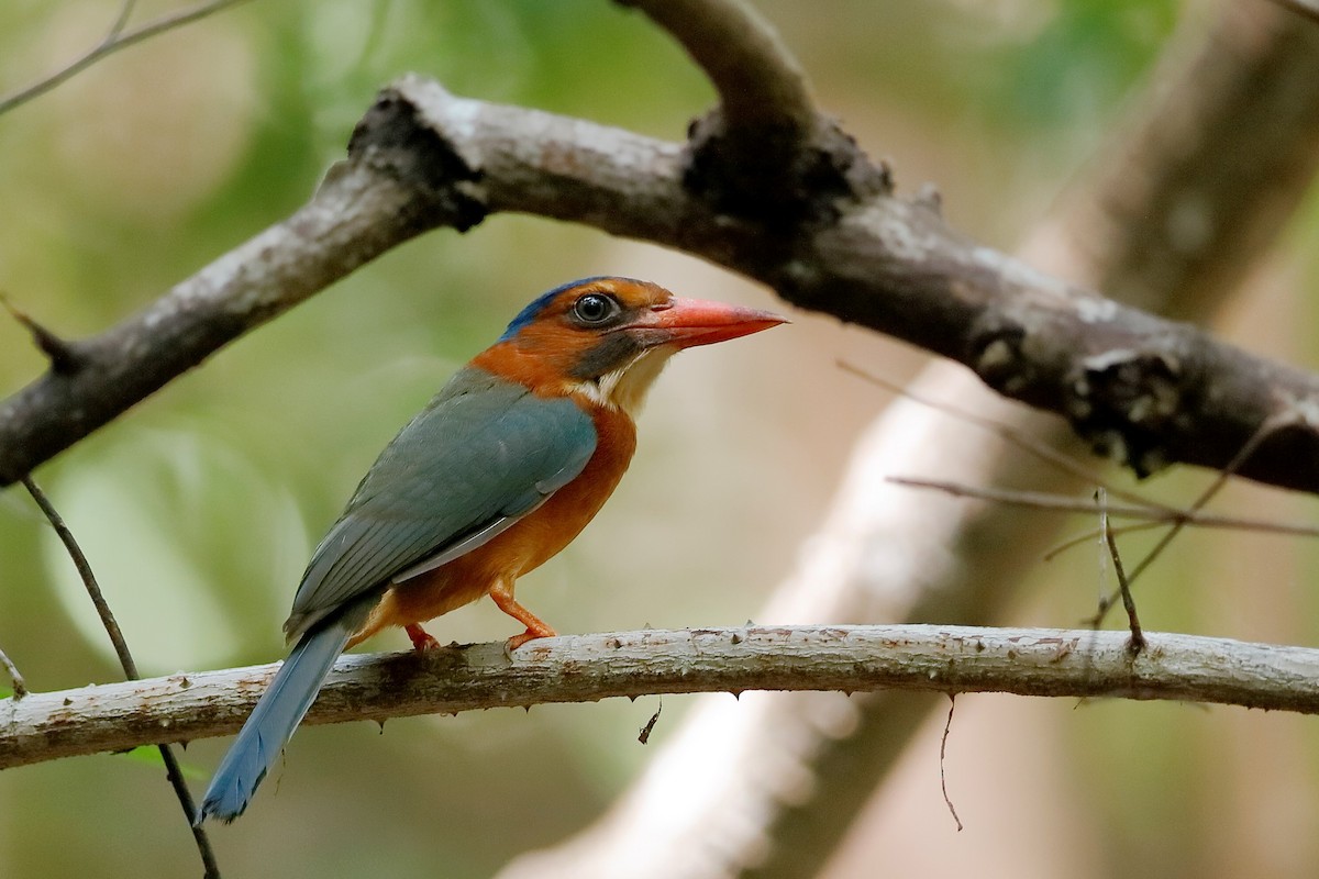 Green-backed Kingfisher (Blue-headed) - ML204278261