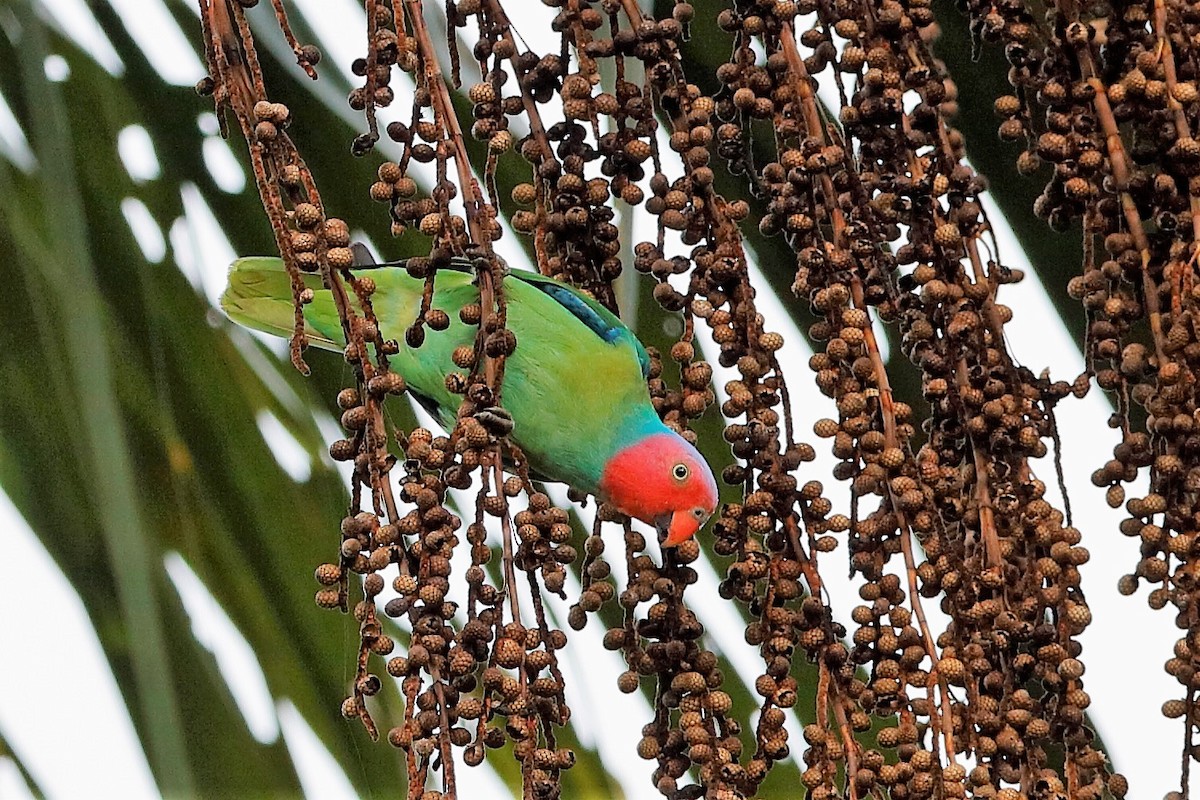 Red-cheeked Parrot - ML204278391