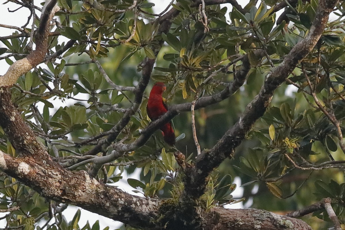 Chattering Lory - Holger Teichmann