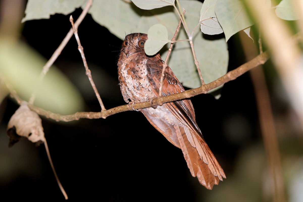 Moluccan Owlet-nightjar - Holger Teichmann