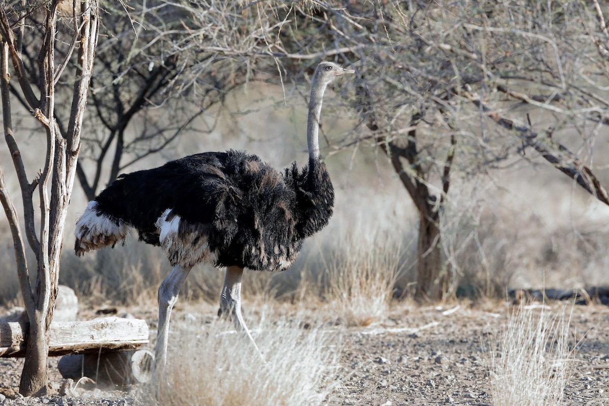 Somali Ostrich - Holger Teichmann