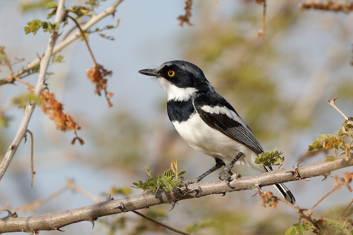 Gray-headed Batis - ML204278681