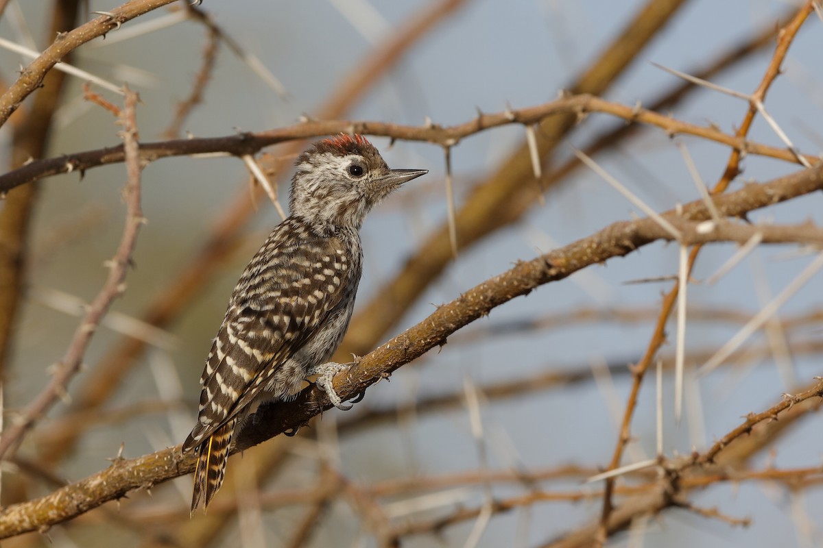 Cardinal Woodpecker - ML204278751