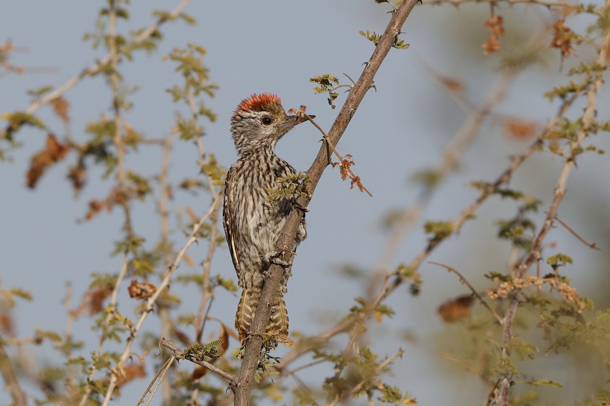 Cardinal Woodpecker - ML204278761