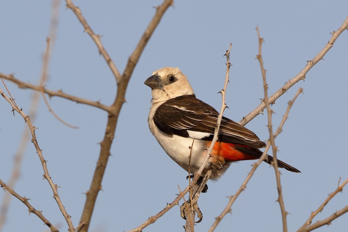 White-headed Buffalo-Weaver - ML204278851