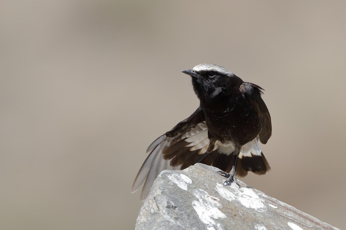 Abyssinian Wheatear - ML204278921