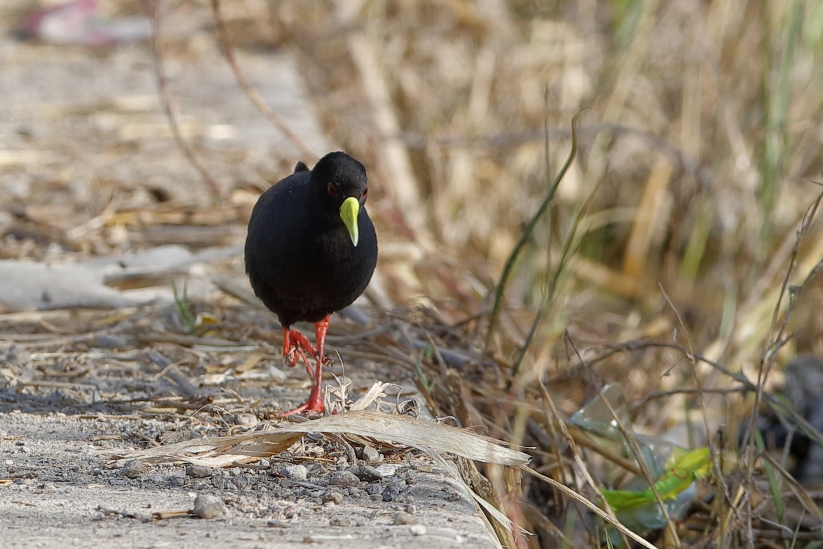 Black Crake - Holger Teichmann