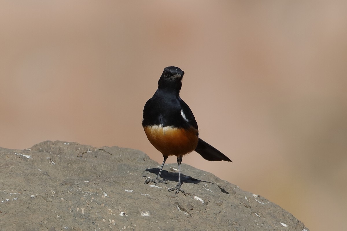 Mocking Cliff-Chat - Holger Teichmann