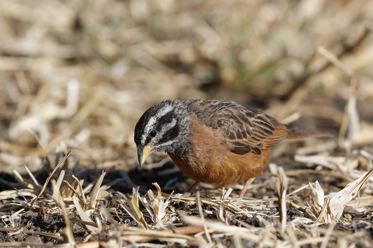 Cinnamon-breasted Bunting - ML204279061