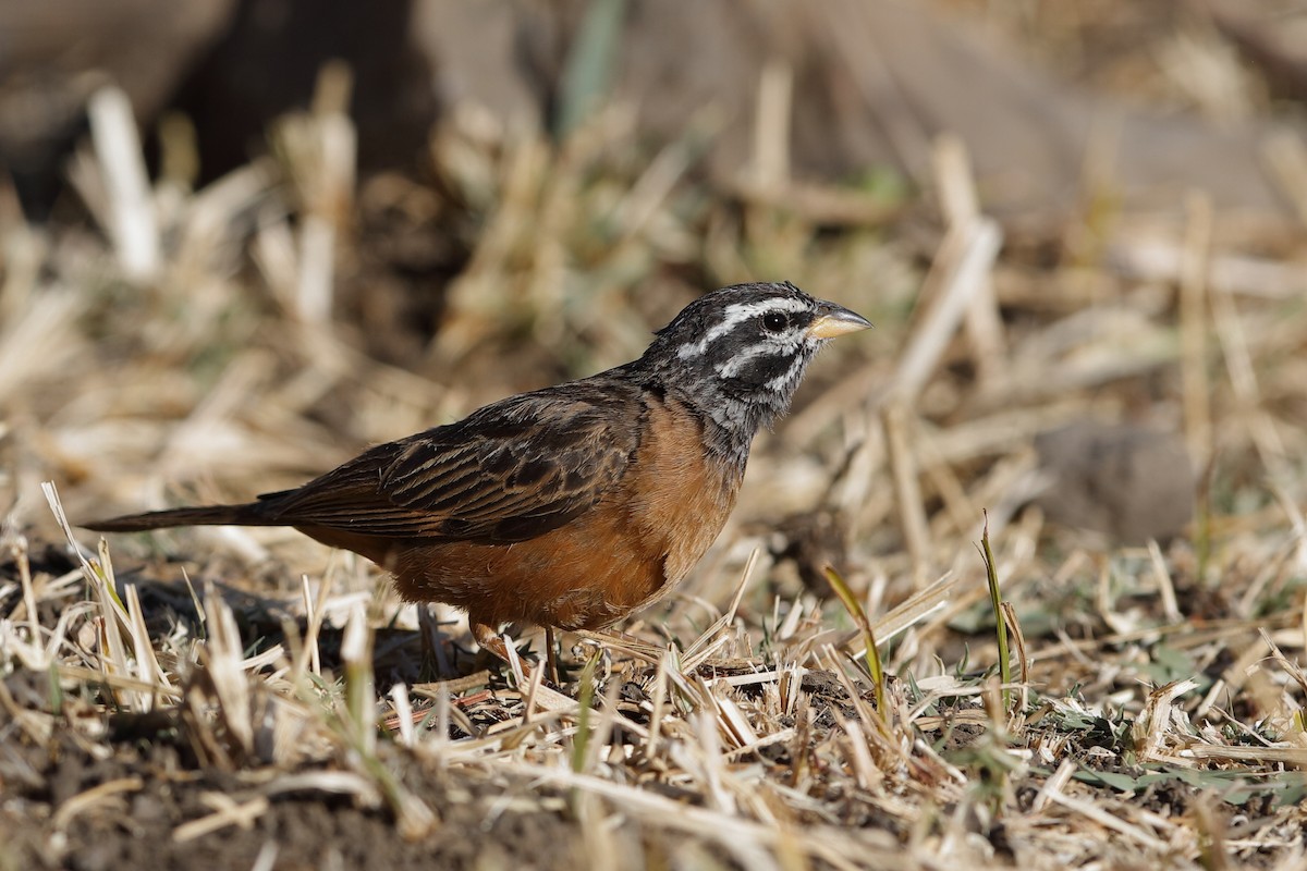 Cinnamon-breasted Bunting - ML204279071