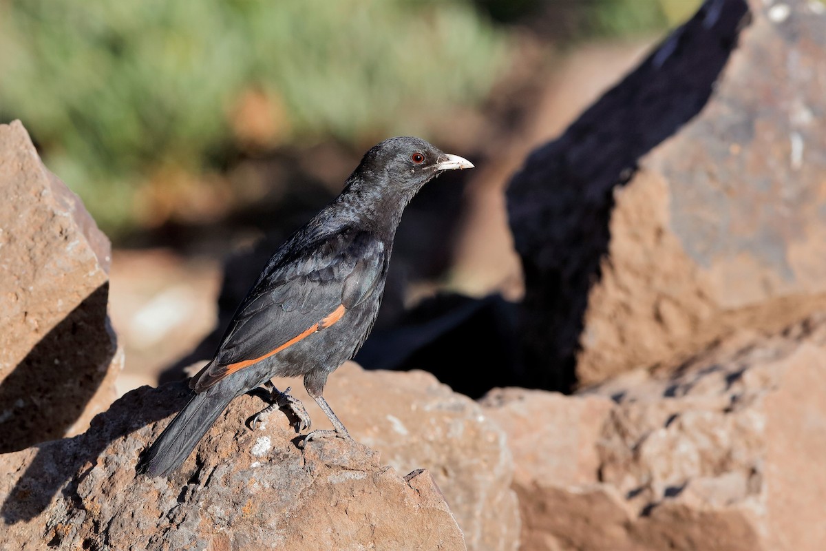 White-billed Starling - ML204279091