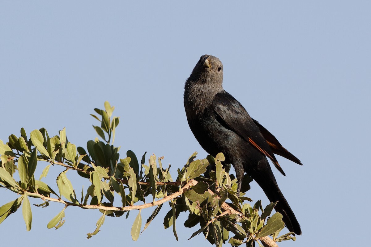 White-billed Starling - ML204279101