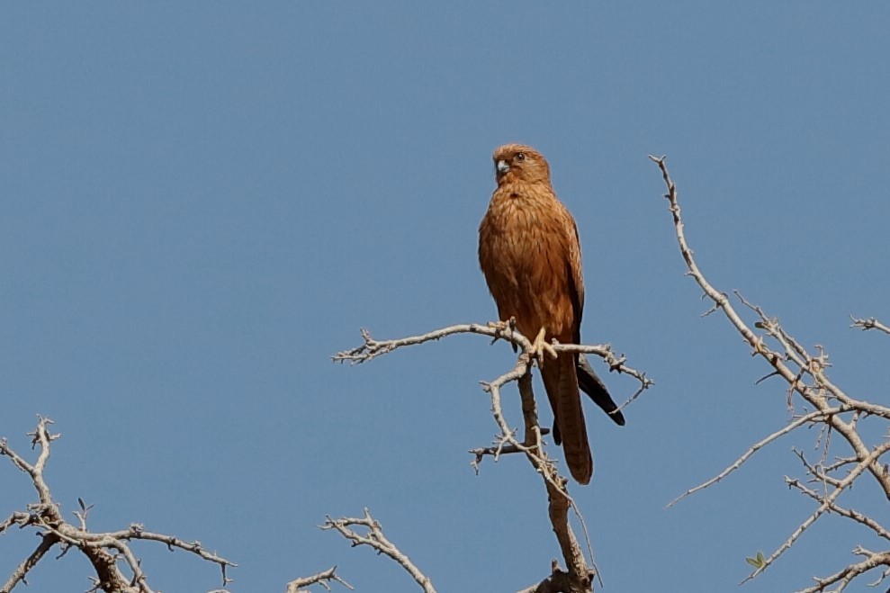 Fox Kestrel - Holger Teichmann