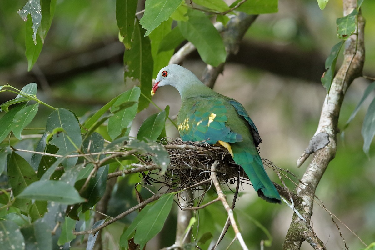 Wompoo Fruit-Dove - Holger Teichmann