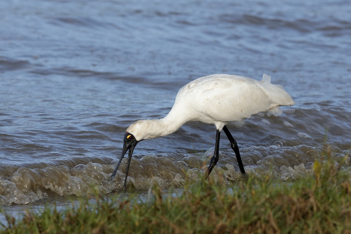 Royal Spoonbill - ML204279591