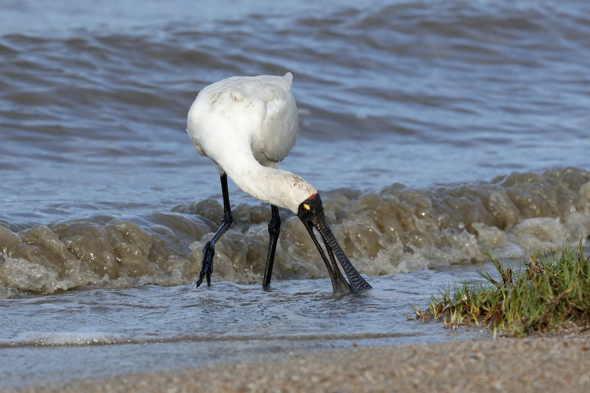 Royal Spoonbill - ML204279601