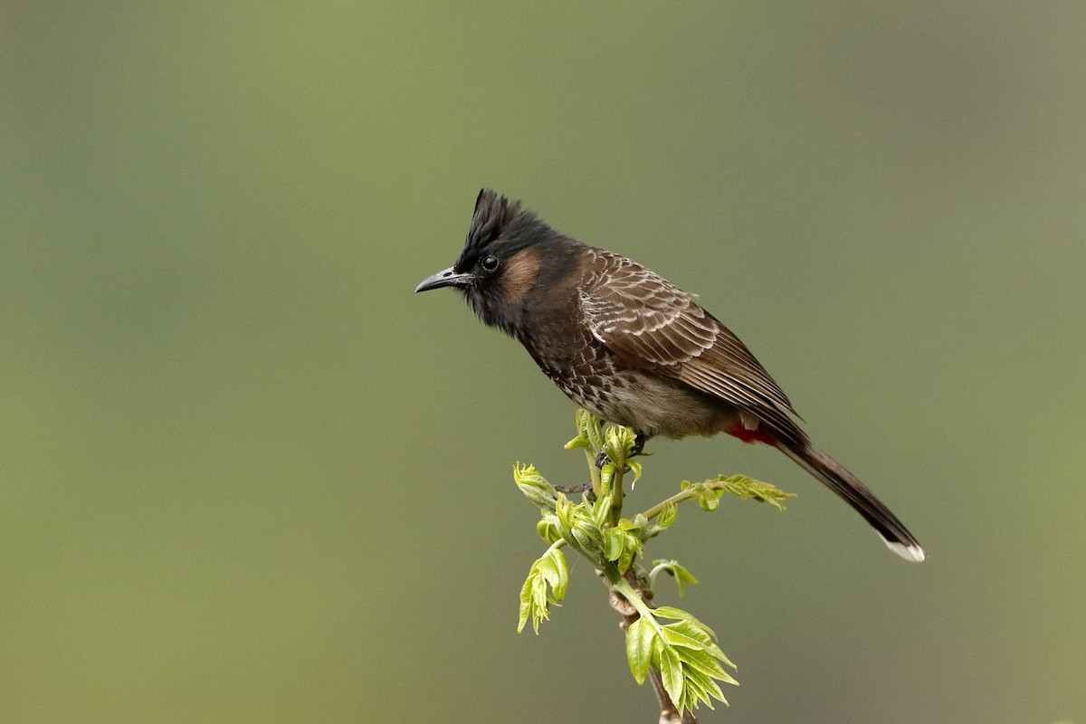 Red-vented Bulbul - Holger Teichmann