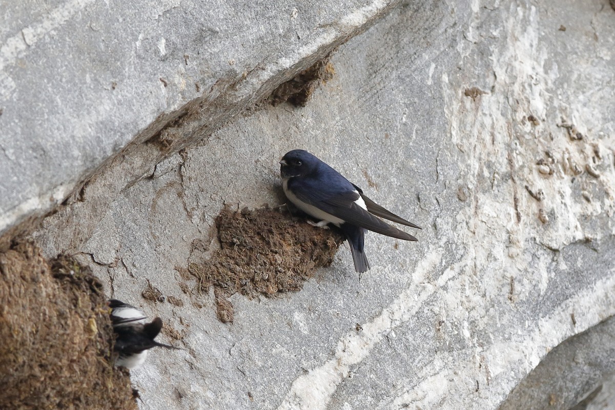 Nepal House-Martin - Holger Teichmann