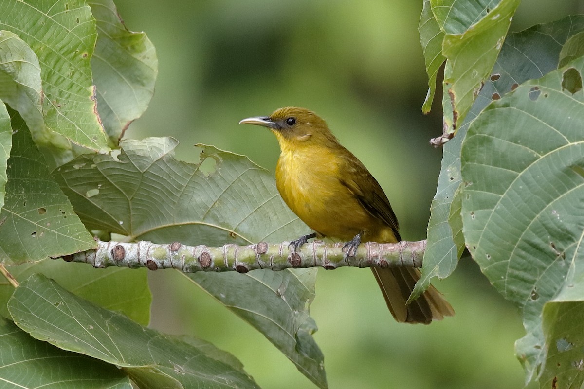 Halmahera Golden-Bulbul - Holger Teichmann