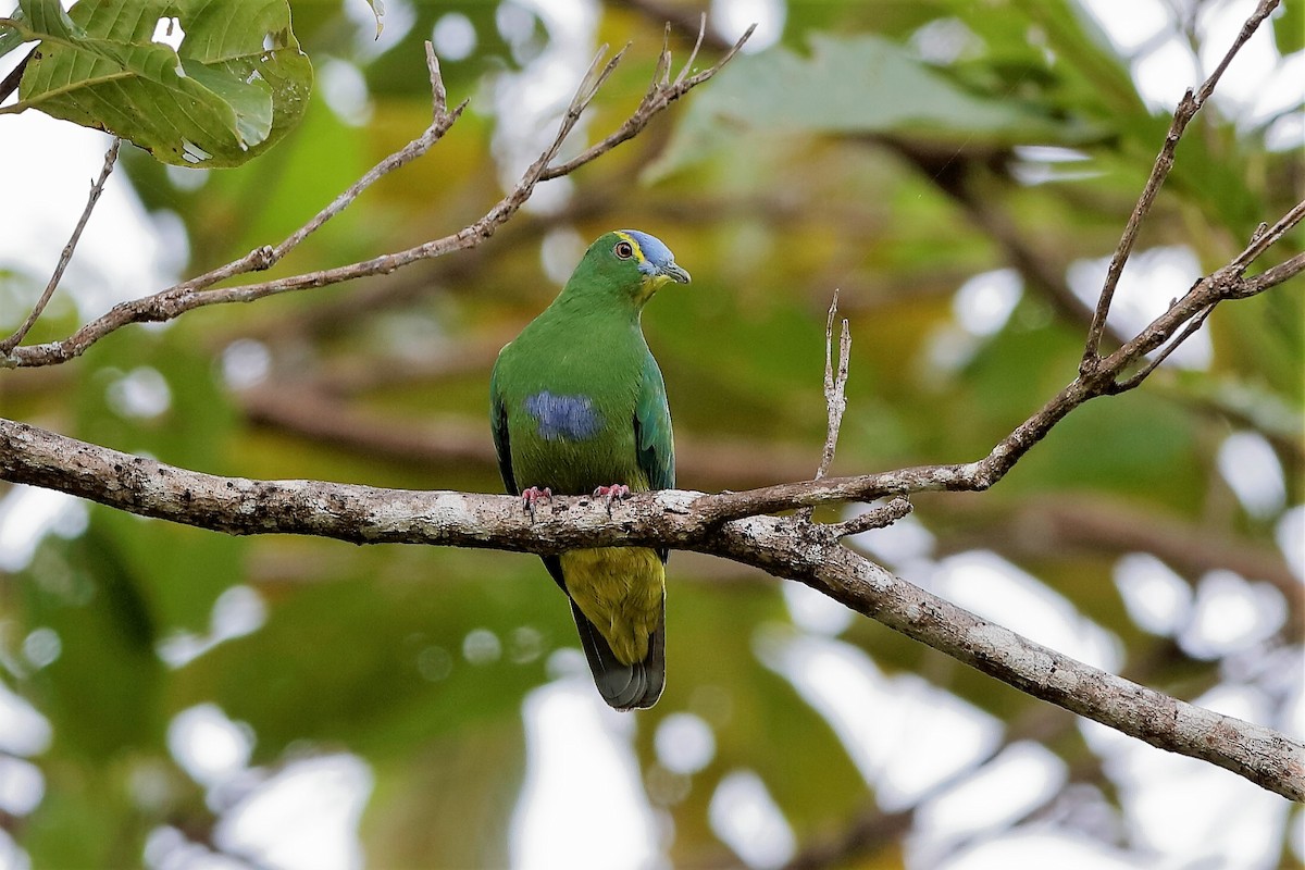 Blue-capped Fruit-Dove - ML204280301