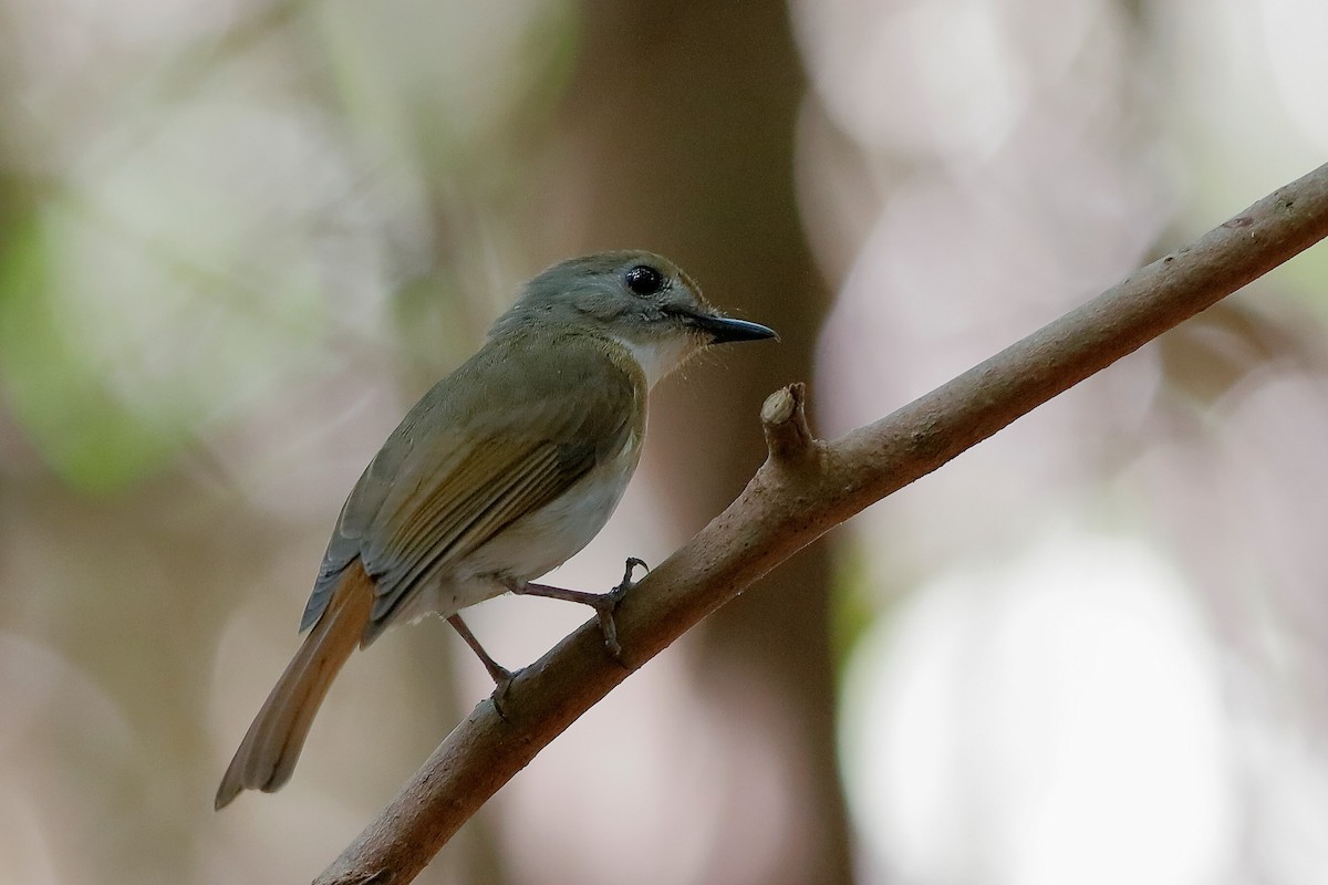 Fulvous-chested Jungle Flycatcher - Holger Teichmann