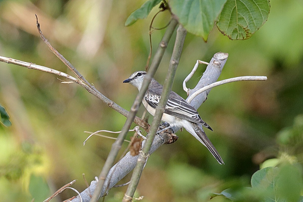 White-shouldered Triller - ML204280611