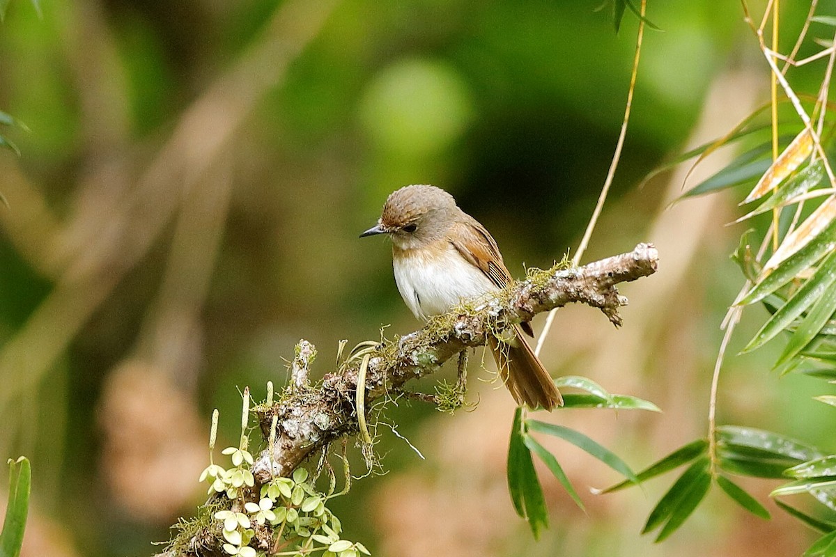 Fulvous-chested Jungle Flycatcher - ML204280711