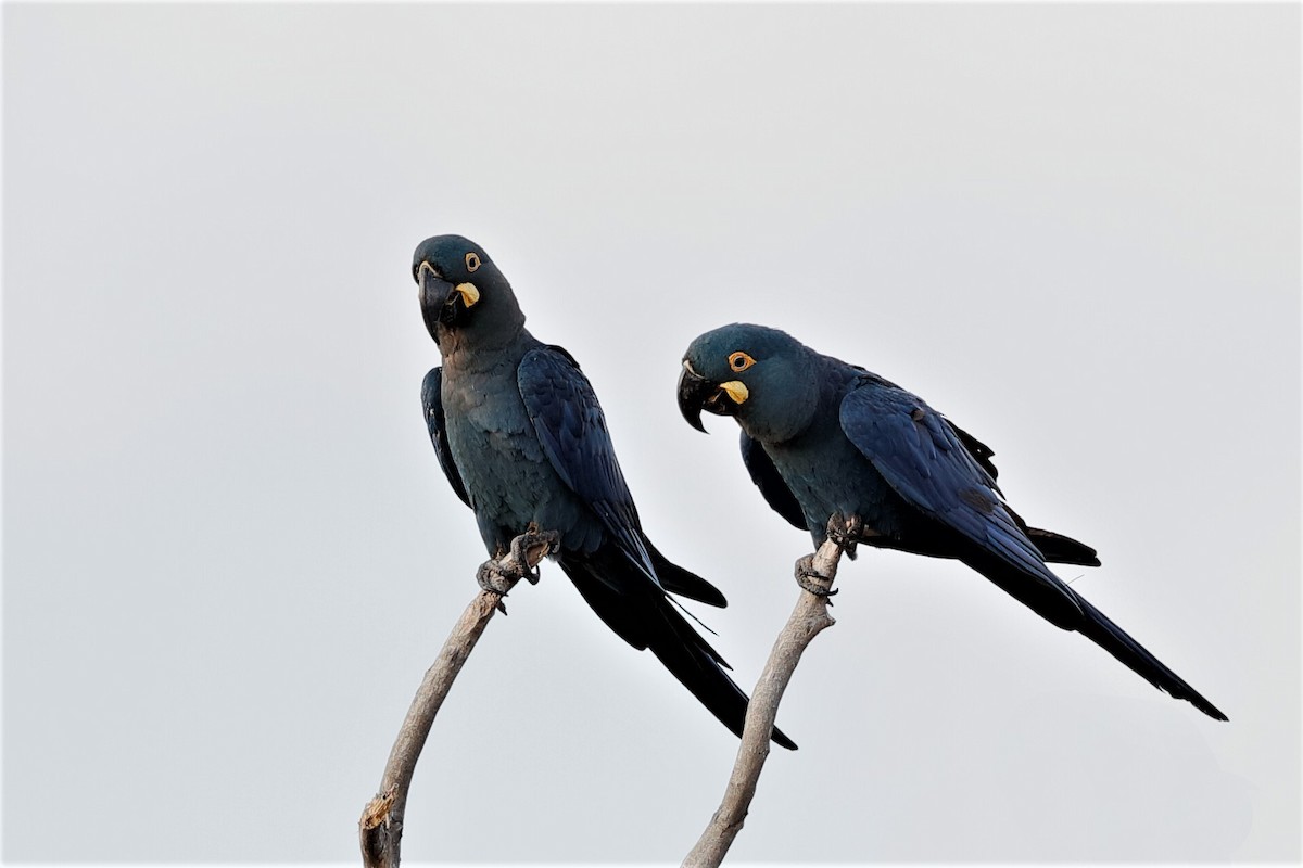 Indigo Macaw - ML204280861