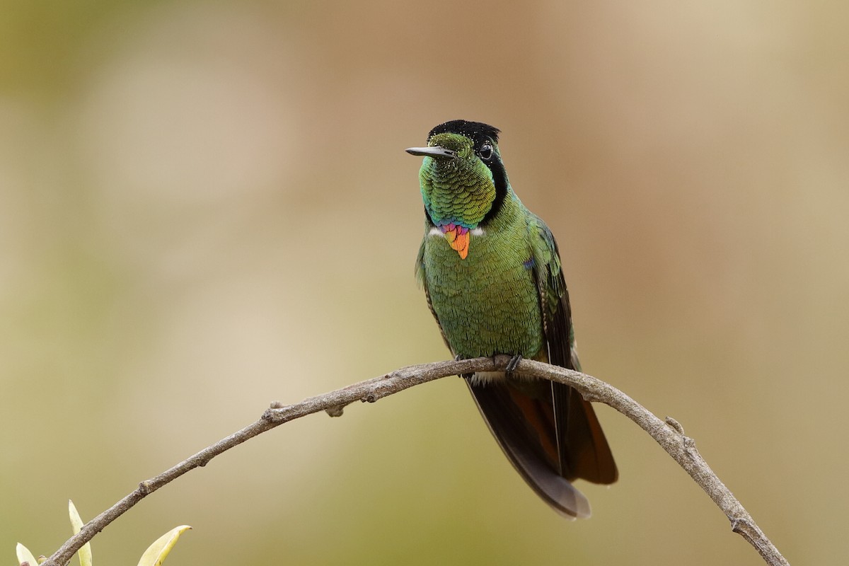 Hooded Visorbearer - Holger Teichmann