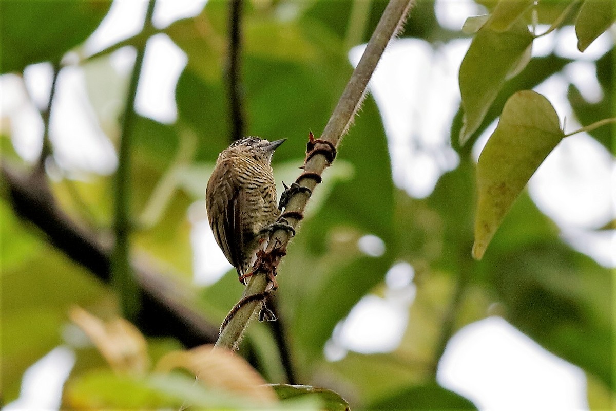 Golden-spangled Piculet (Pernambuco) - Holger Teichmann