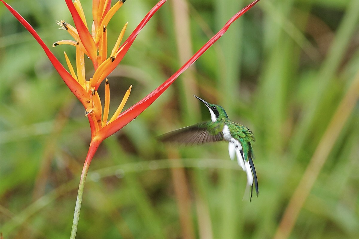kolibřík černouchý - ML204281141