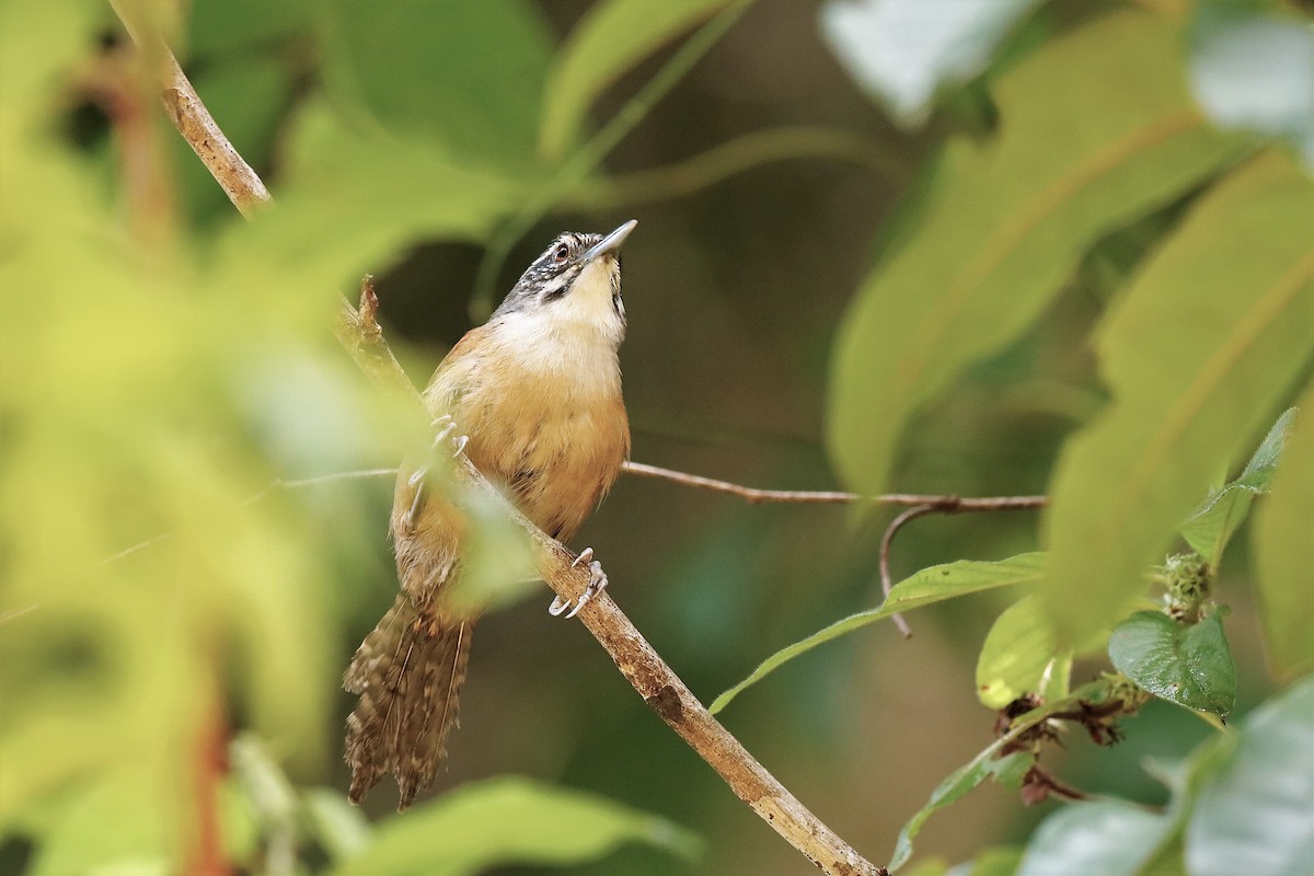 Moustached Wren - ML204281161