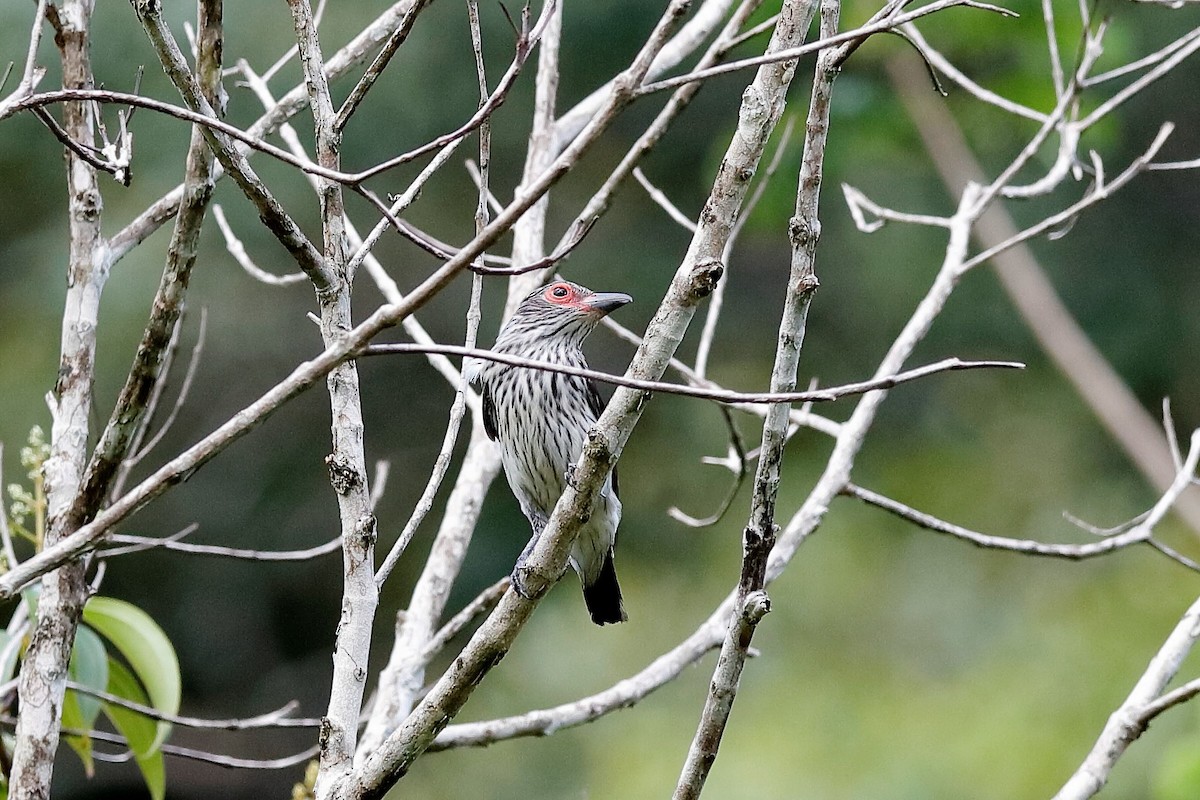 Black-tailed Tityra - ML204281171