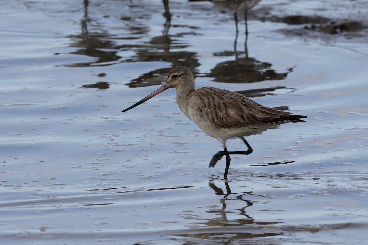 Bar-tailed Godwit - ML204281481