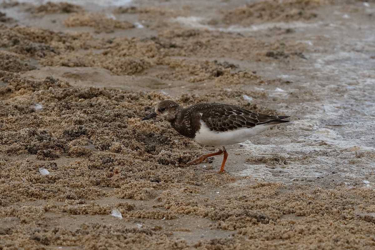 Ruddy Turnstone - ML204281491