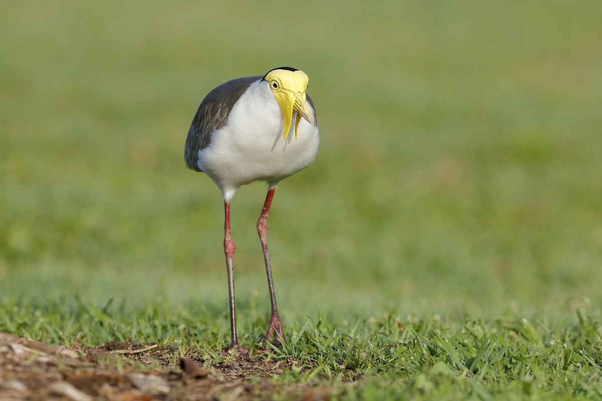 Masked Lapwing (Masked) - ML204281551