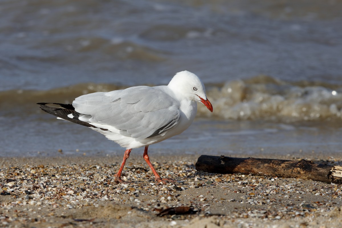 Mouette argentée (novaehollandiae/forsteri) - ML204281611