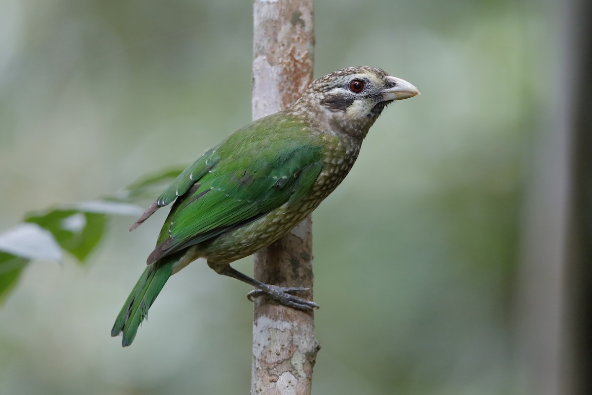 Spotted Catbird - Holger Teichmann