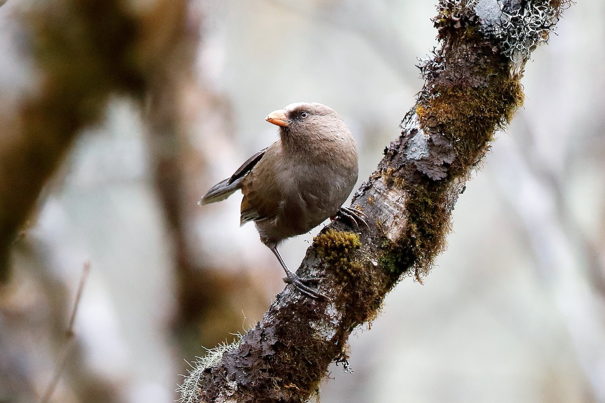 Grand Paradoxornis - ML204281901