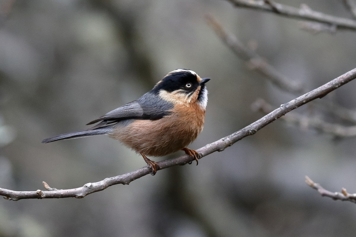 Black-browed Tit (Rufous-fronted) - ML204281941