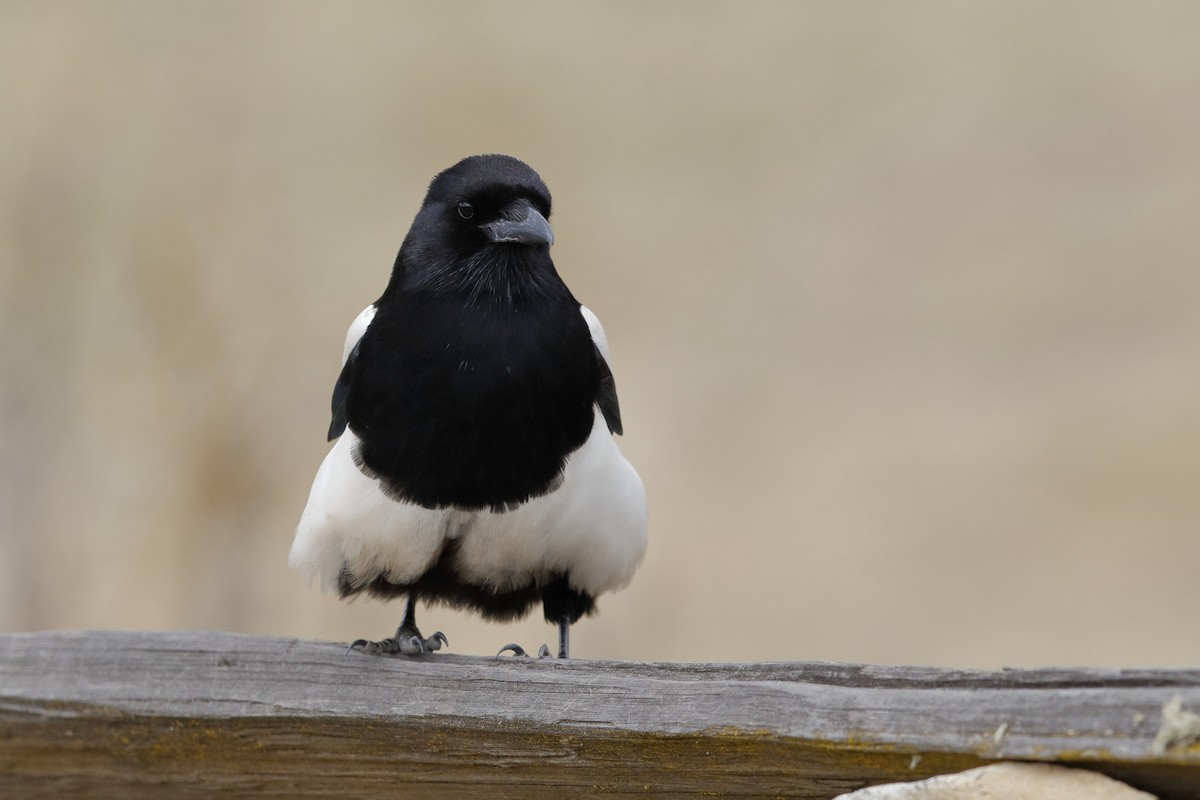 Black-rumped Magpie - ML204282011