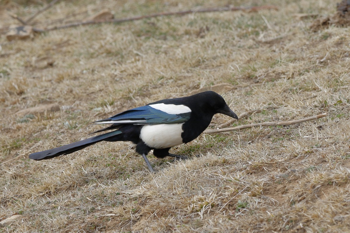 Black-rumped Magpie - ML204282021