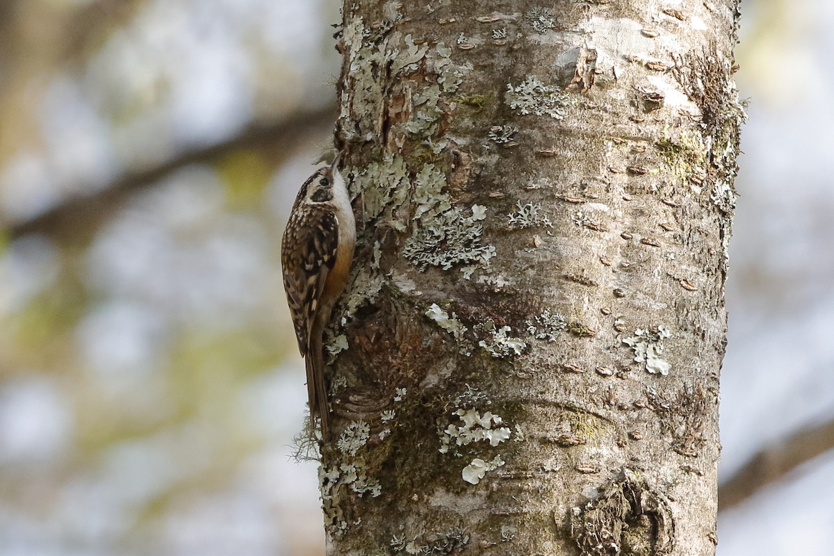 Rusty-flanked Treecreeper - ML204282101