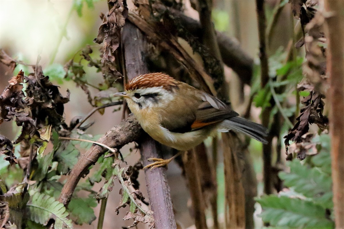 Rufous-winged Fulvetta - Holger Teichmann