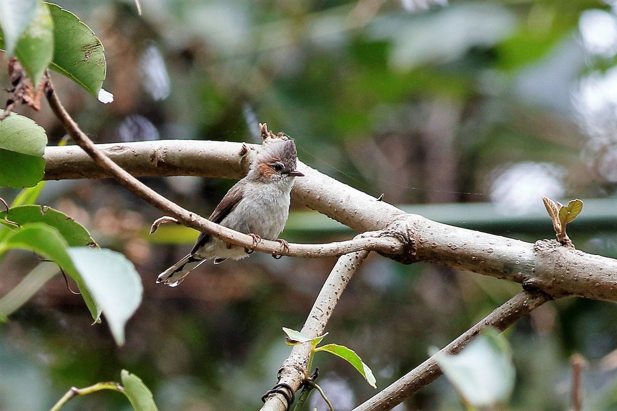 Striated Yuhina - ML204282261