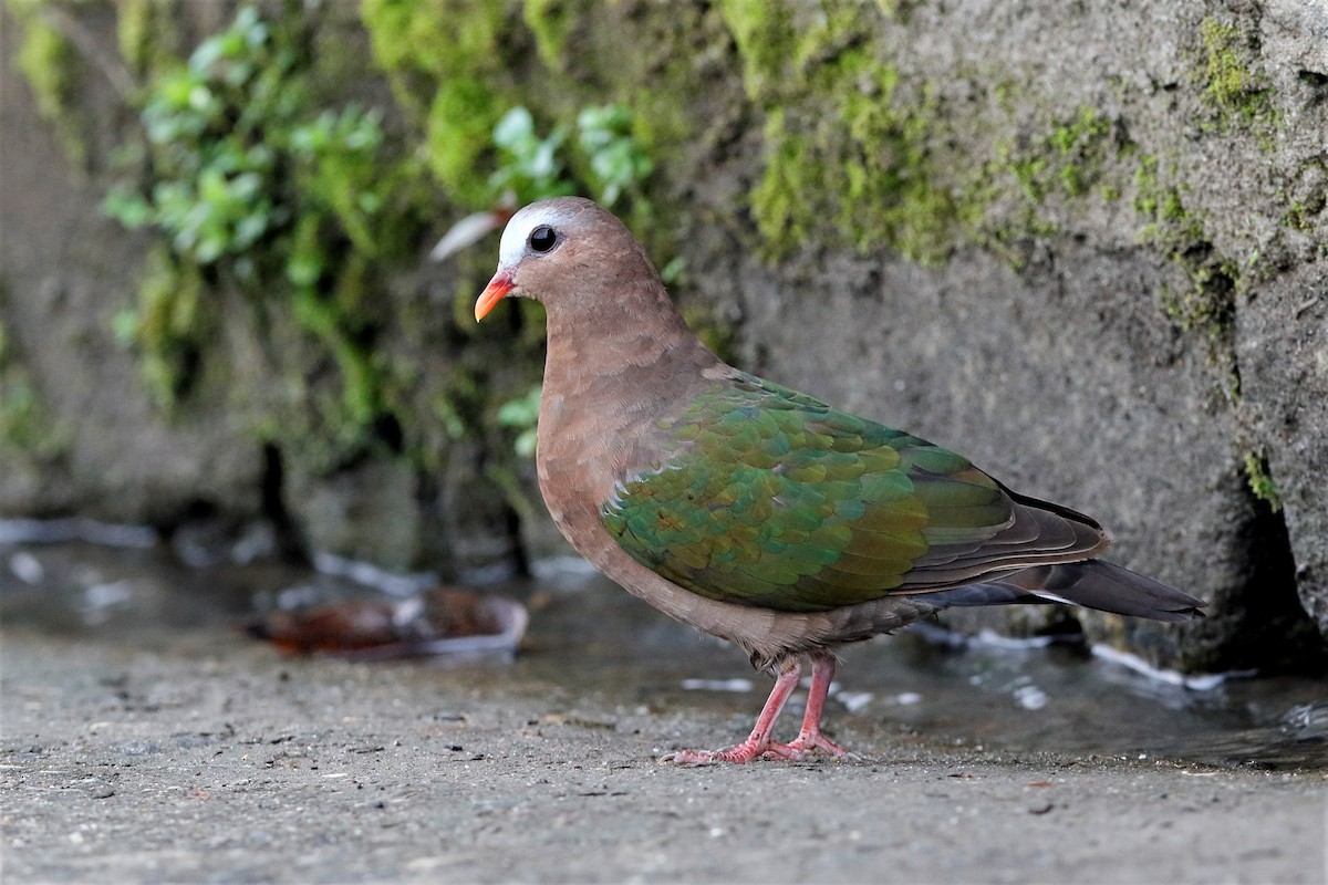 Palomita Esmeralda Cabecigrís - ML204282311