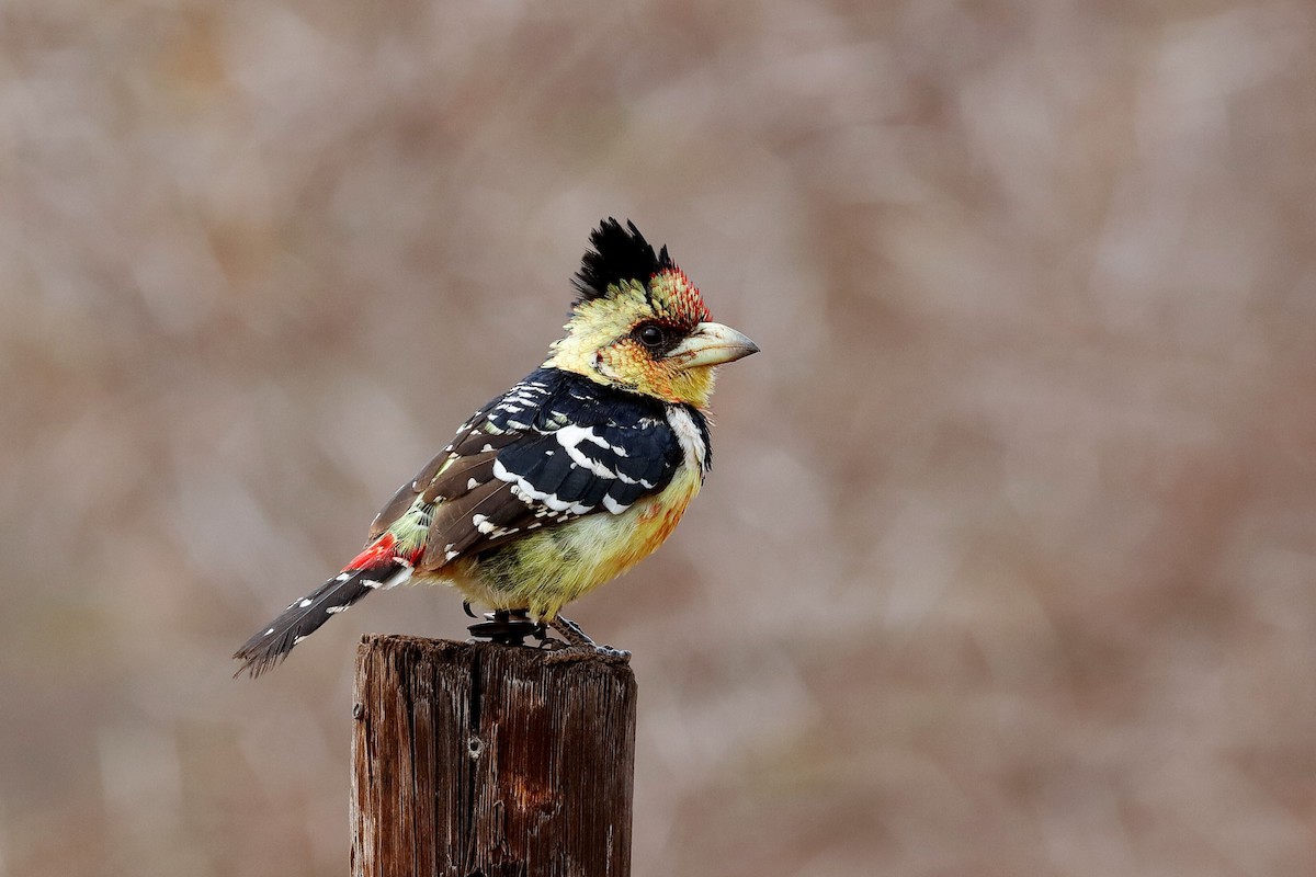 Crested Barbet - ML204282531