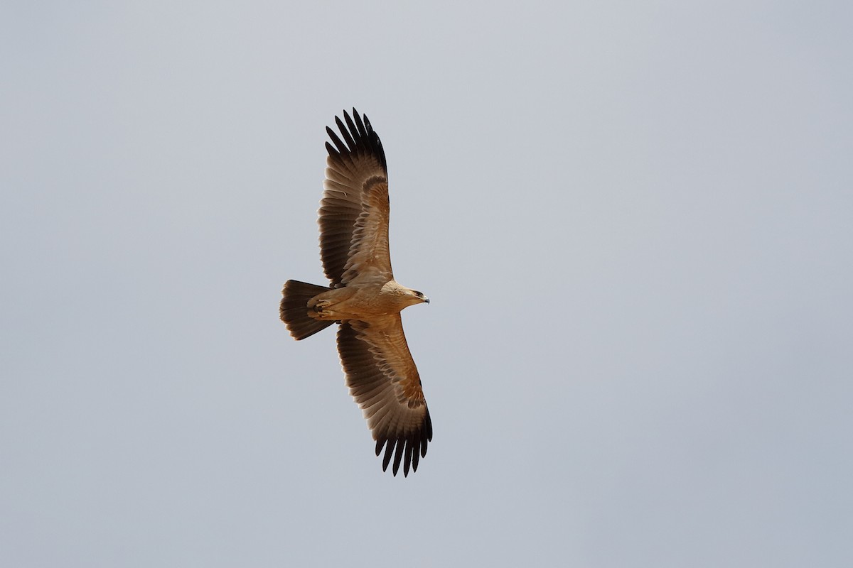 Águila Rapaz - ML204282771